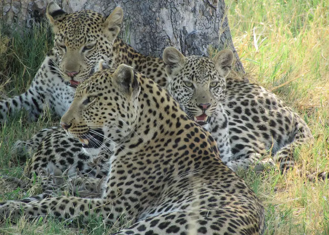 Leopard family, Shinde Concession, Okavango Delta, Botswana