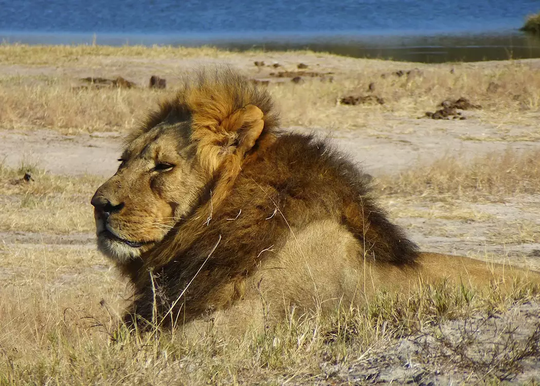 A male lion in Hwange National Park, Zimbabwe