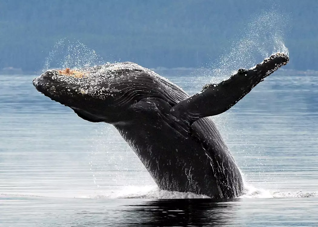 Humpback whale, Haida Gwaii