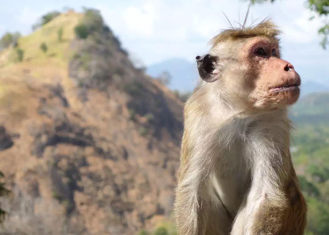 Monkey at Dambulla caves