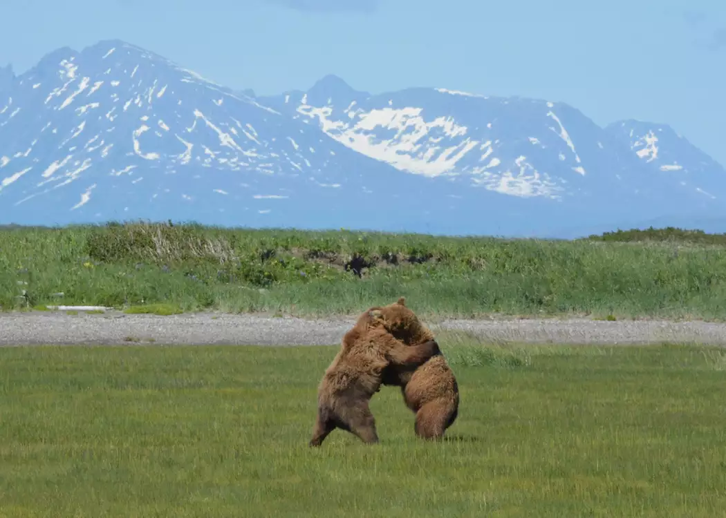 Grizzly Bear, Homer