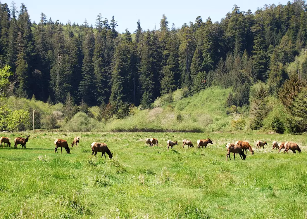Elk Meadow, Redwood National Park