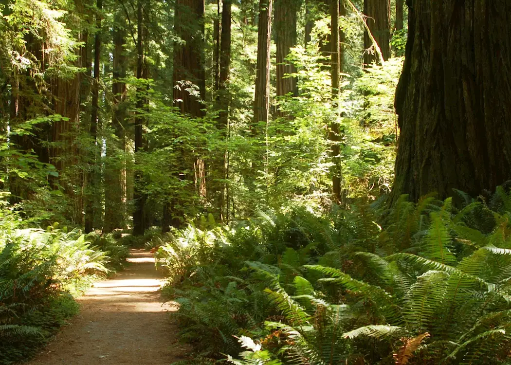 Walking Trail, Redwood National Park