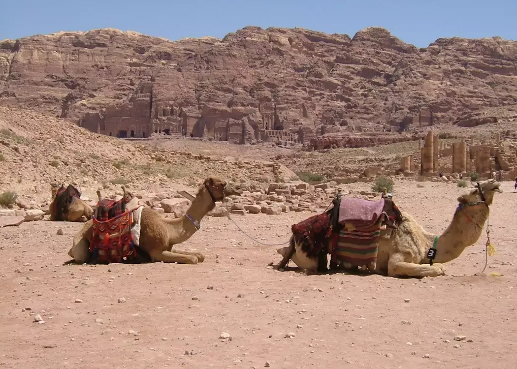 Petra camels, Jordan
