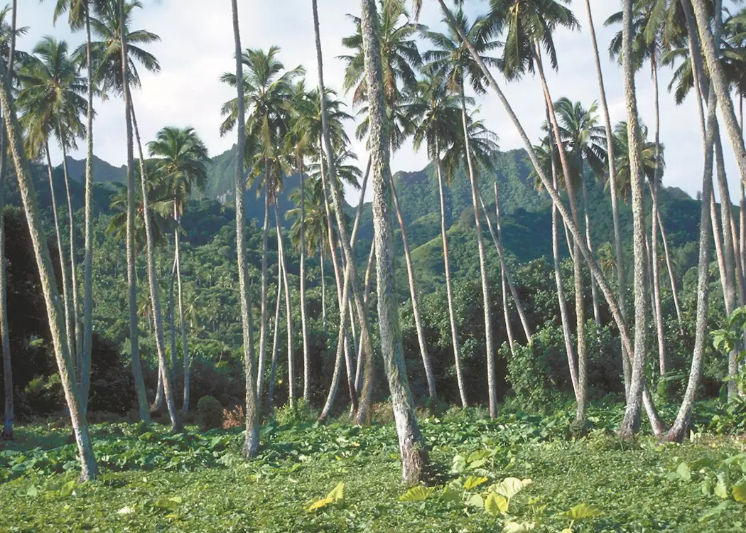 Coconut plantations, The Cook Islands