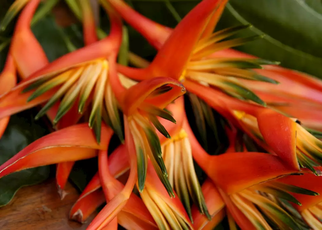 Bird of paradise flowers, The Cook Islands