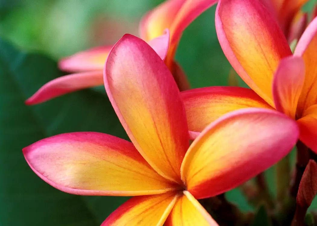 Frangipani flowers, The Cook Islands