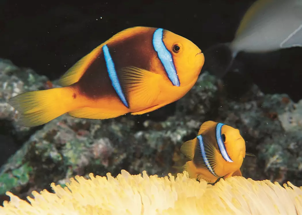 Clown fish, Bora Bora