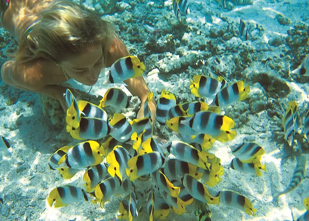 Snorkelling with butterfly fish, Bora Bora