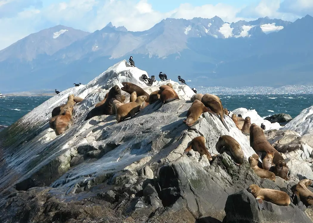 Sea lions, Beagle Channel, Ushuaia