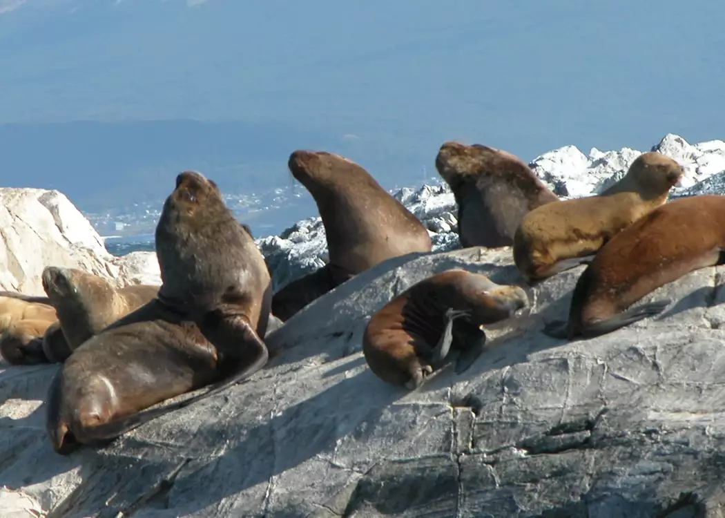 Sea lions, Beagle Channel, Ushuaia
