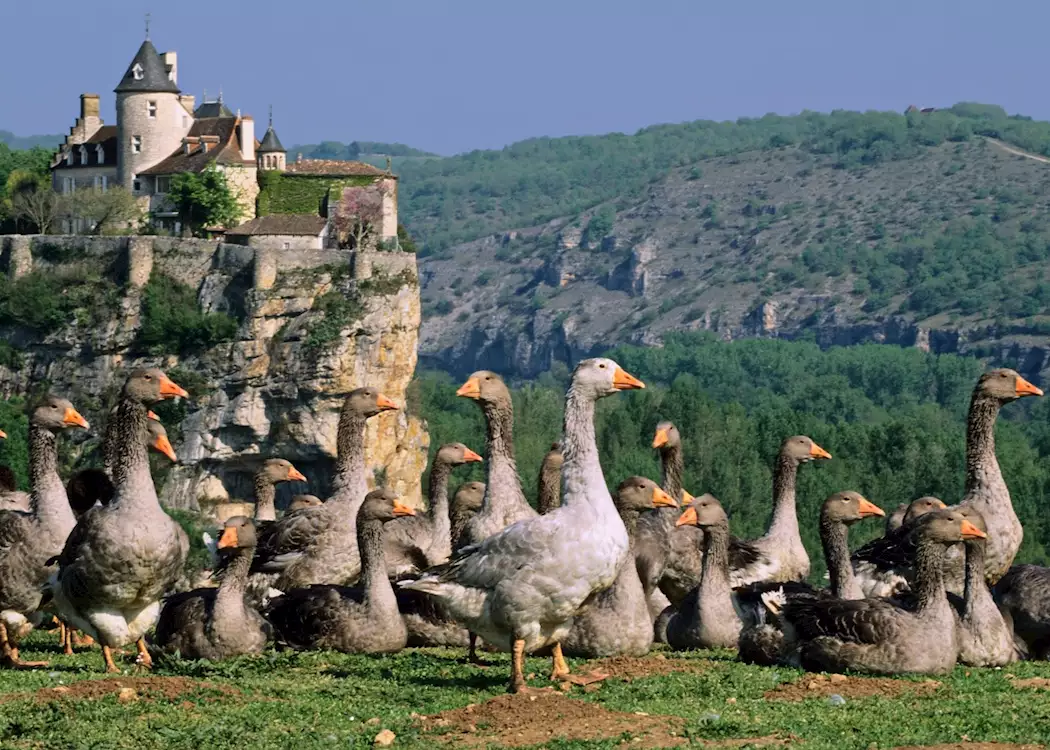 Grazing ducks, Dordogne, France