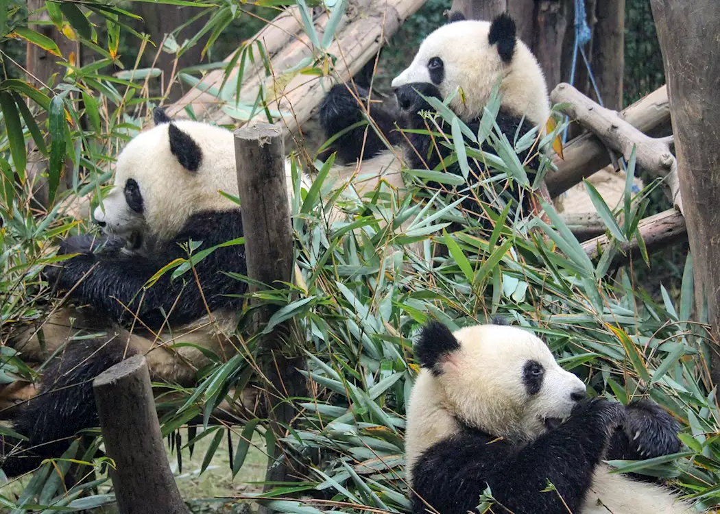 Pandas eating breakfast