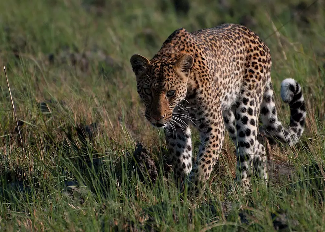 Leopard stalking through Kafue National Park