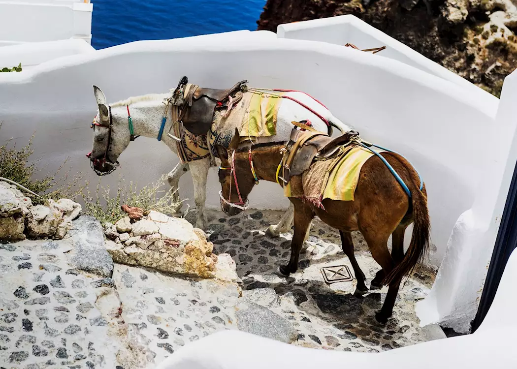 Mules on the path, Oia