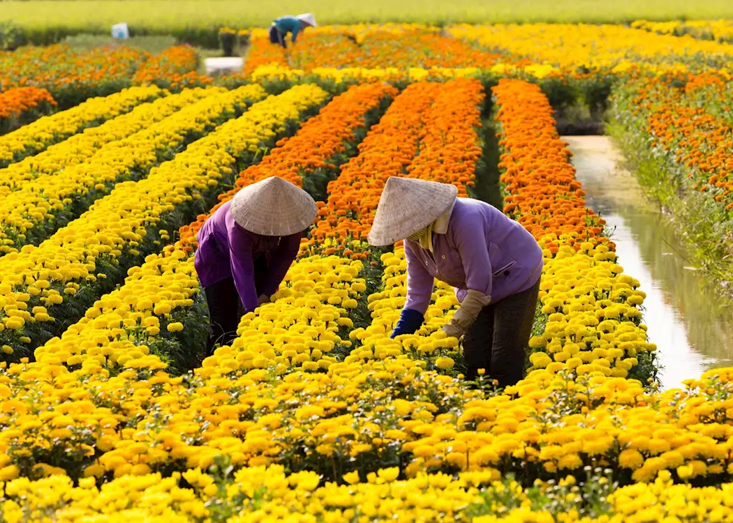 Flower fields, Sa Dec, Vietnam