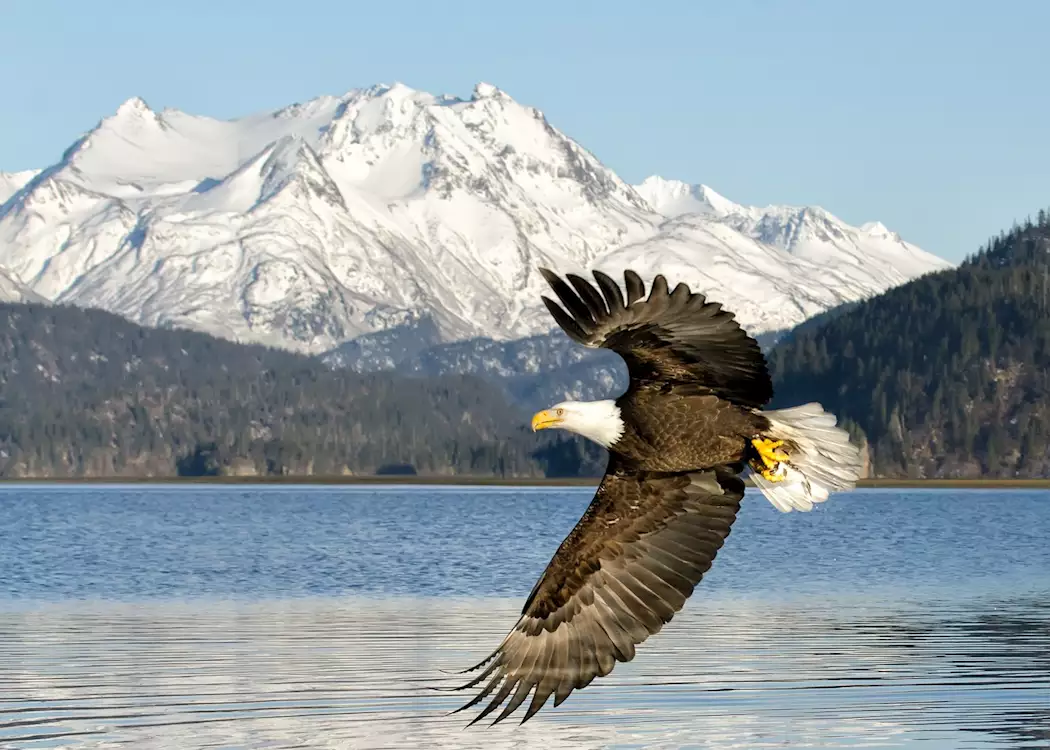 Bald eagle near Homer, Alaska