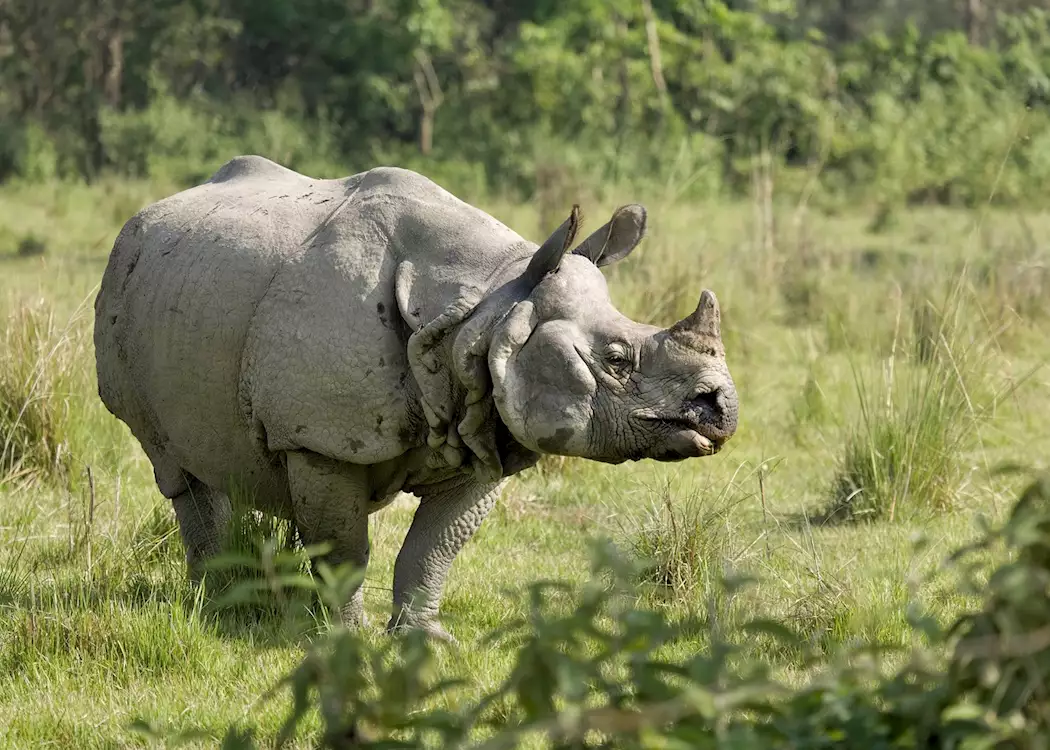One-horned rhino, Chitwan