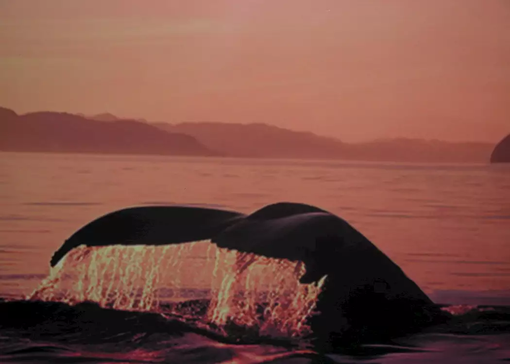 Diving gray whale, Baja California