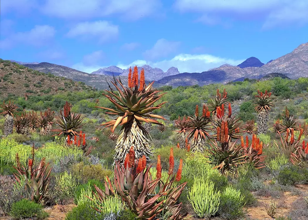 Aloes De Rust, Cape Peninsula