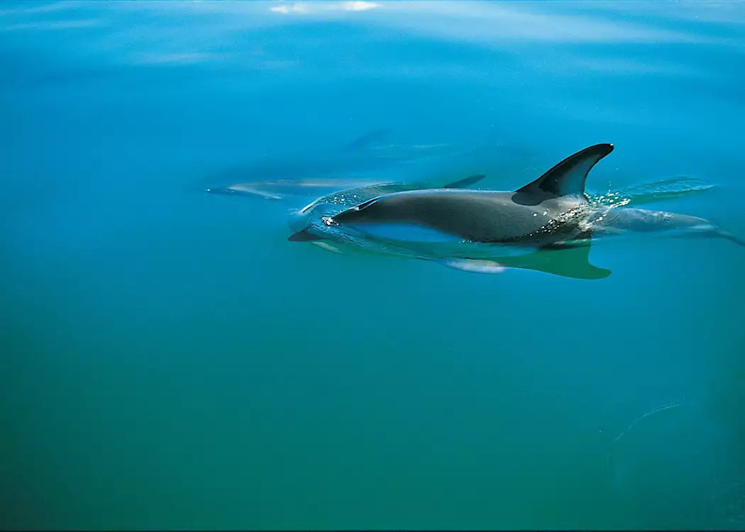 Dolphins, Abel Tasman National Park