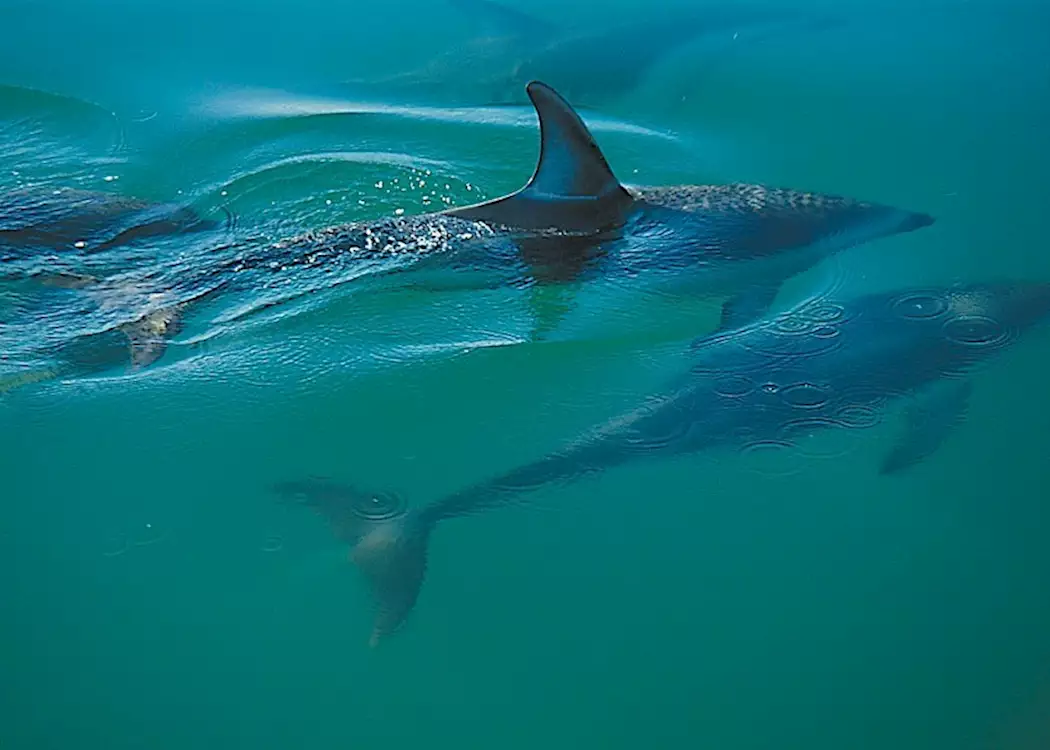 Dolphins, Abel Tasman National Park