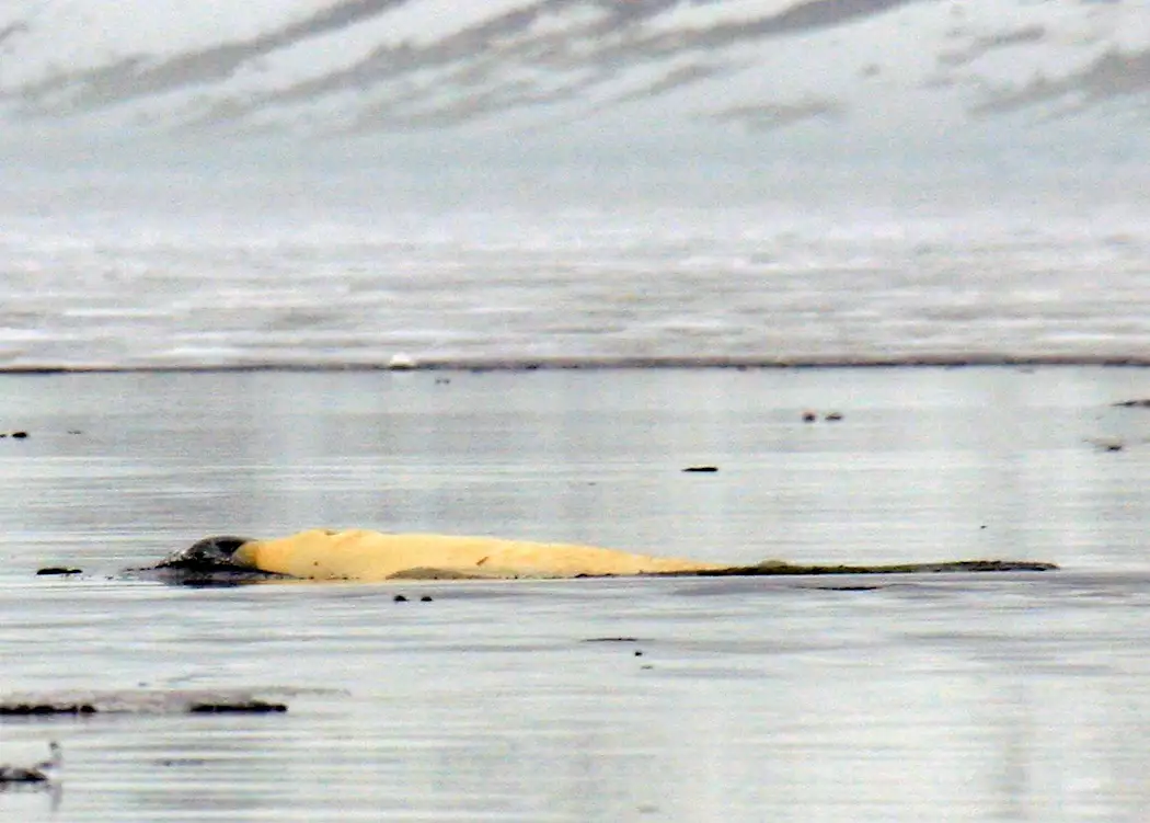 Beluga whale, Spitsbergen
