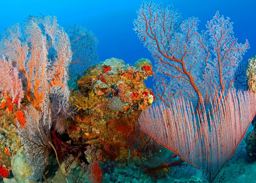 Underwater scene near Pulau Menyawakan, Indonesia