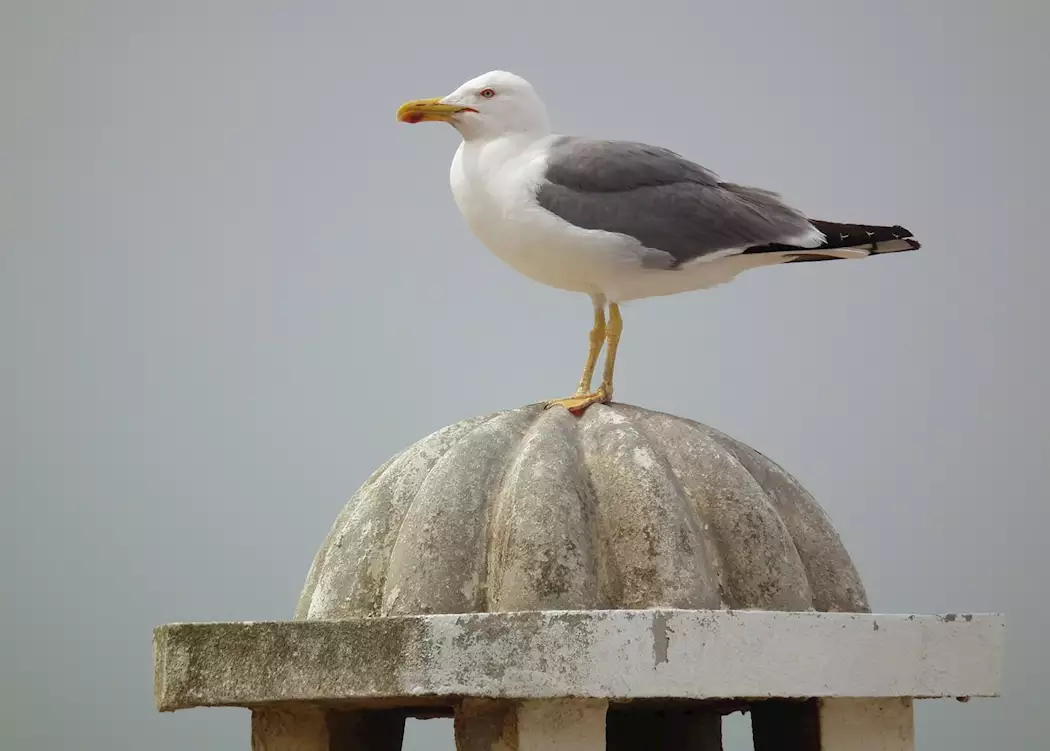 One of the many gulls in Essaouira, Morocco