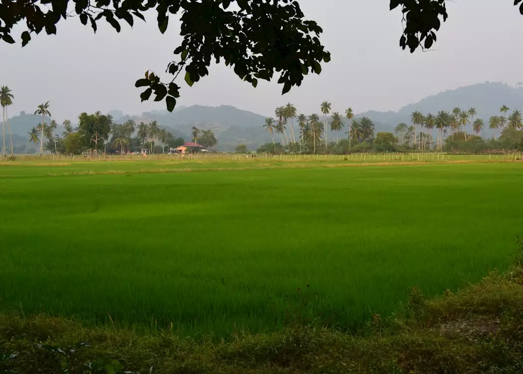 Paddy fields on Langkawi