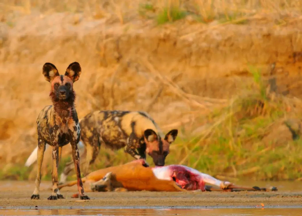 Wild dog kill in the Luangwa Valley