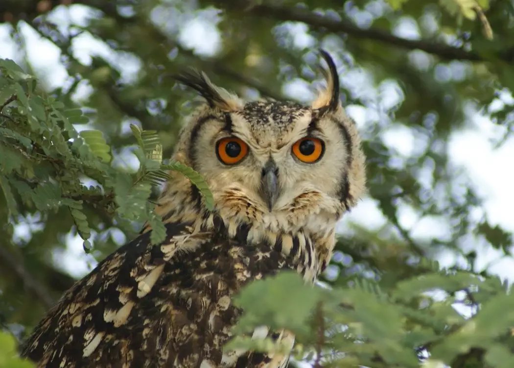 Eurasion Eagle Owl, Satpura National Park