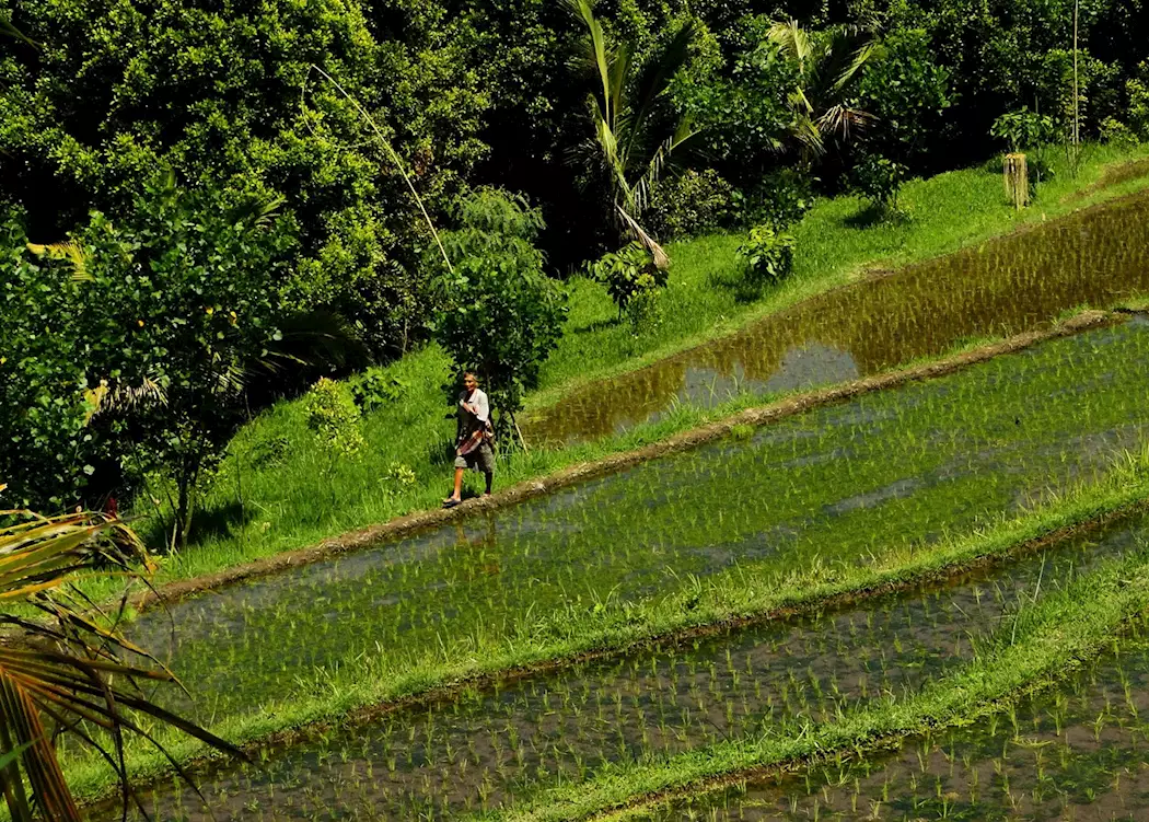 Rice farmer, Munduk
