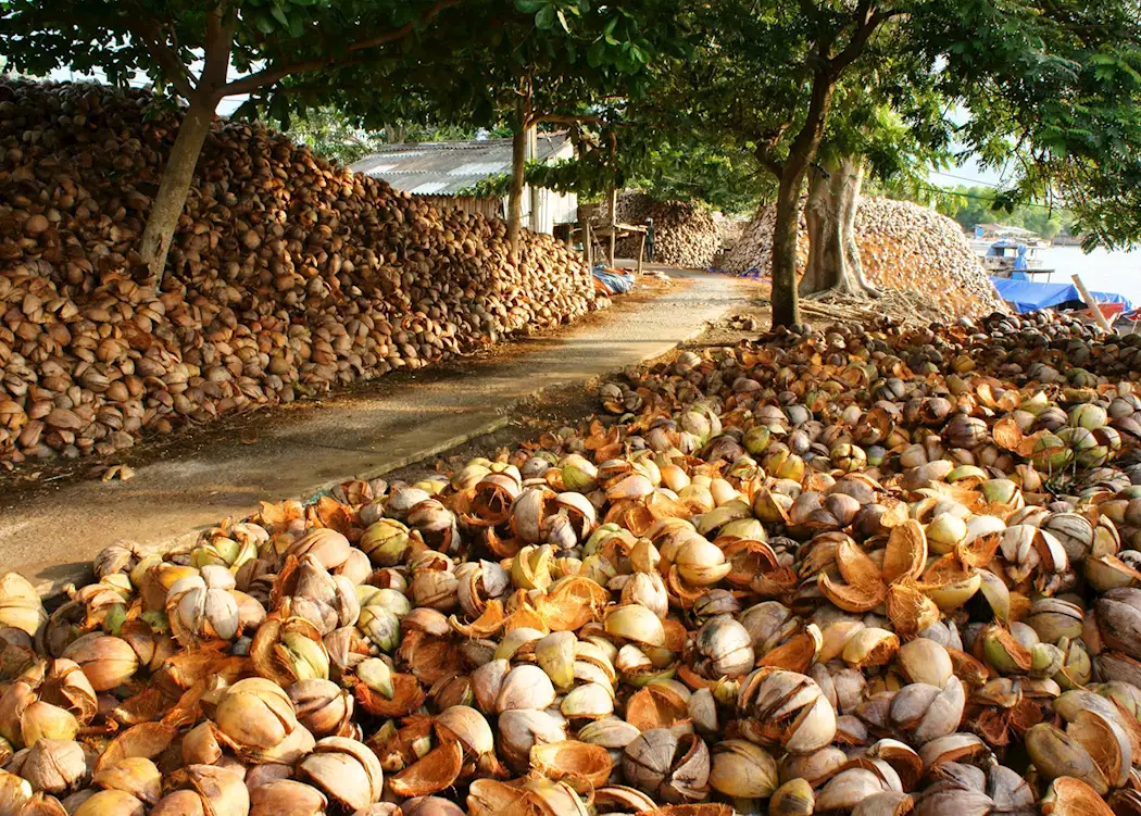 Coconuts in Ben Tre, Vietnam