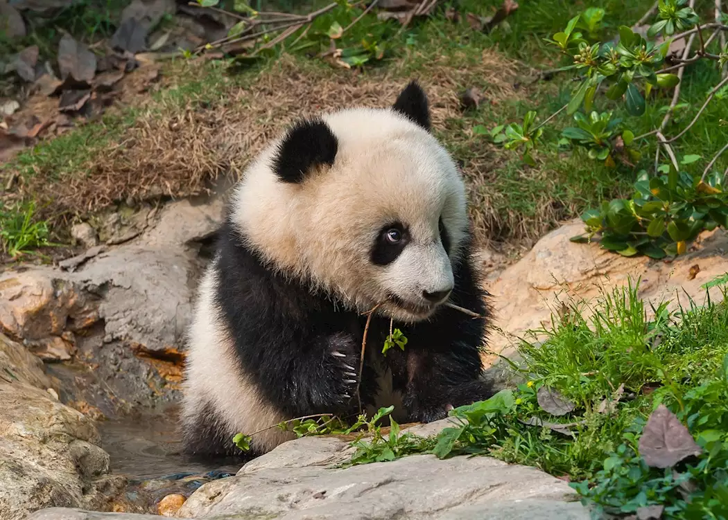 Panda cub at Chengdu Panda Research Base