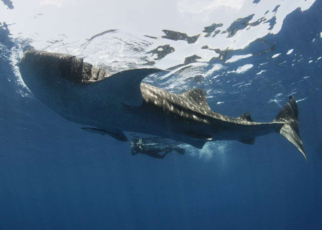 Whale shark excursion, Mexico | Audley Travel UK