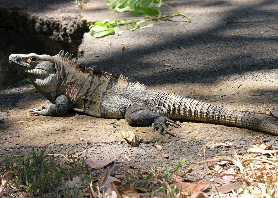 Visit Puerto Viejo de Sarapiqui, Costa Rica | Audley Travel UK