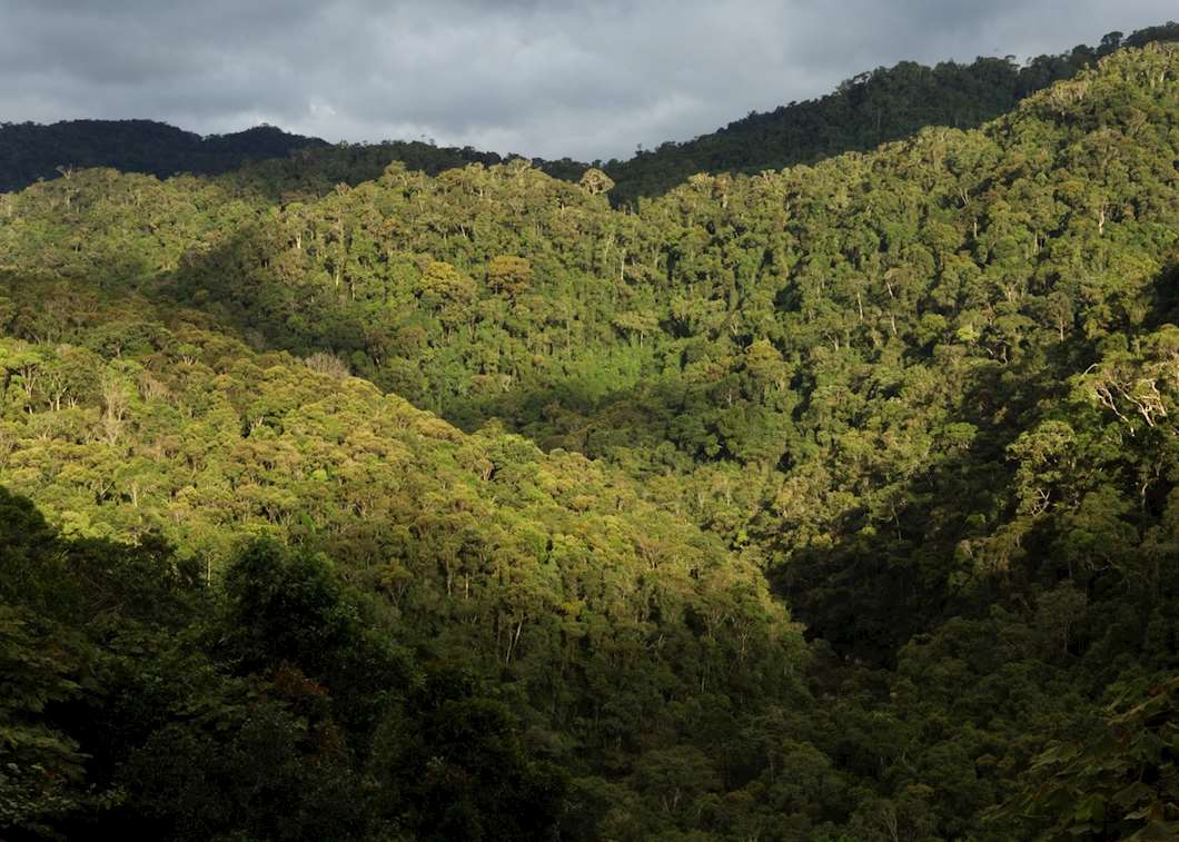 Ranomafana National Park, Madagascar | Audley Travel