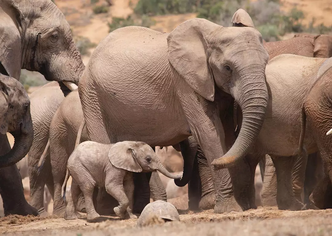 Visit Addo Elephant National Park, South Africa | Audley Travel US, image size:1080x770