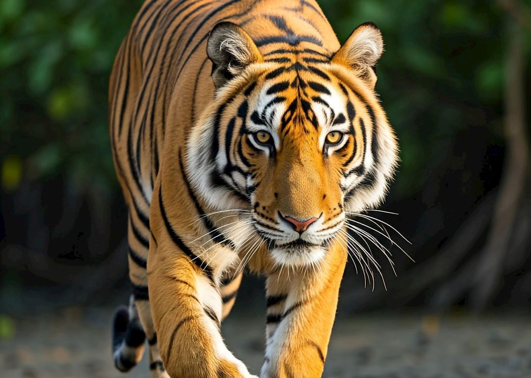Tiger in Sundarban Tiger Reserve