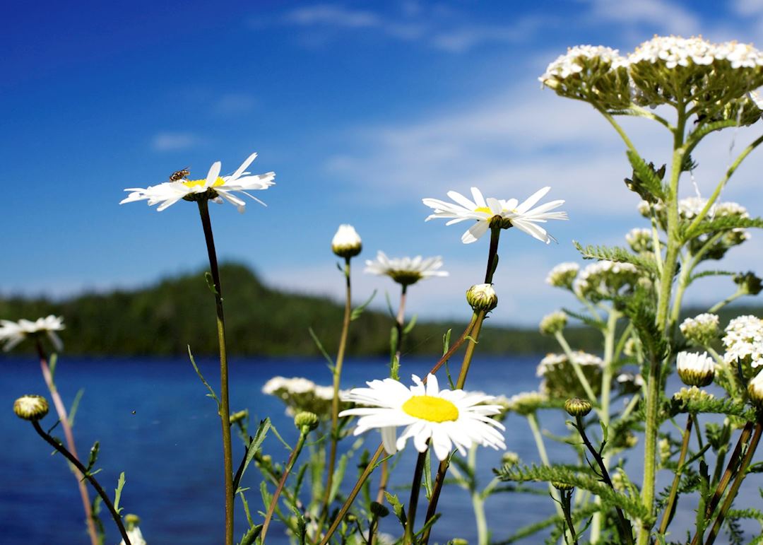 Isle Royale