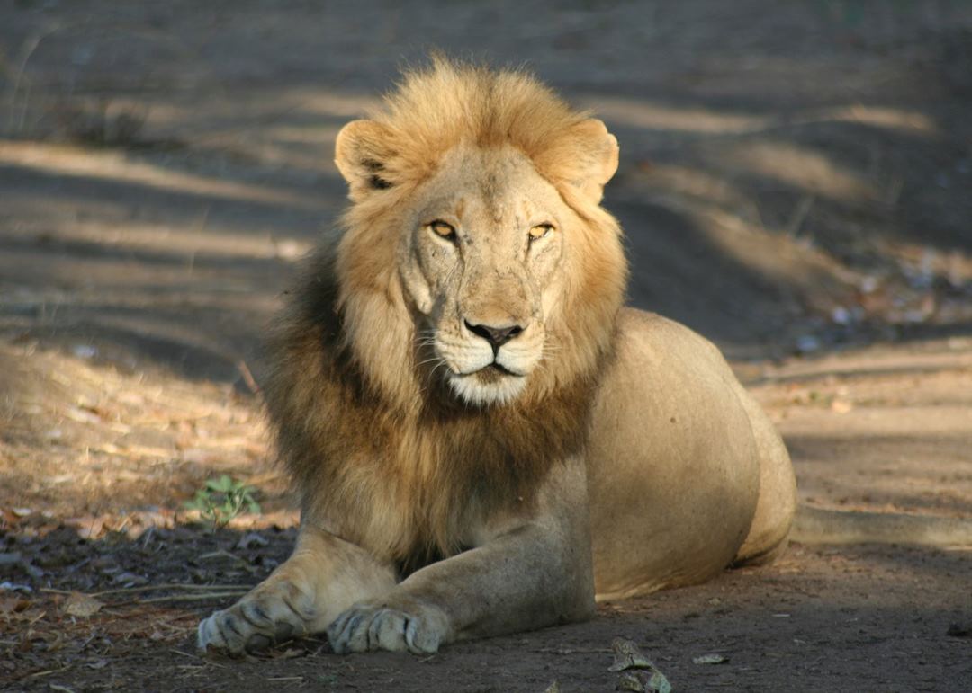 Male lion resting in the road