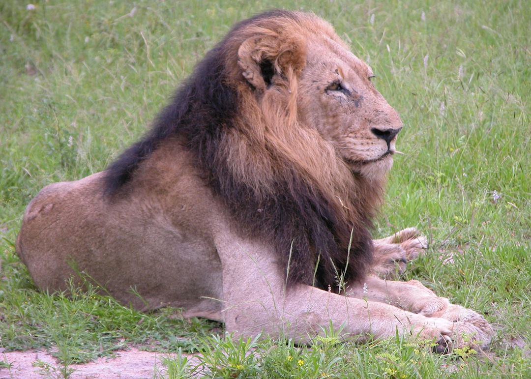 Lion