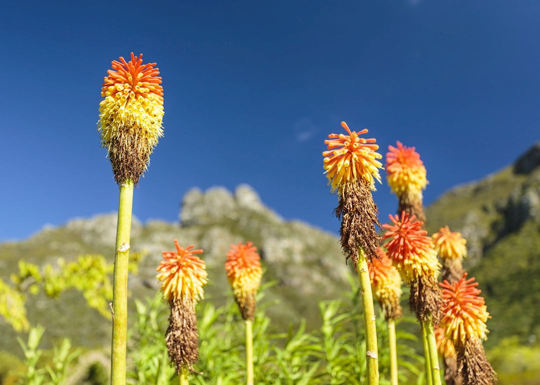 Kirstenbosch Botanical Gardens