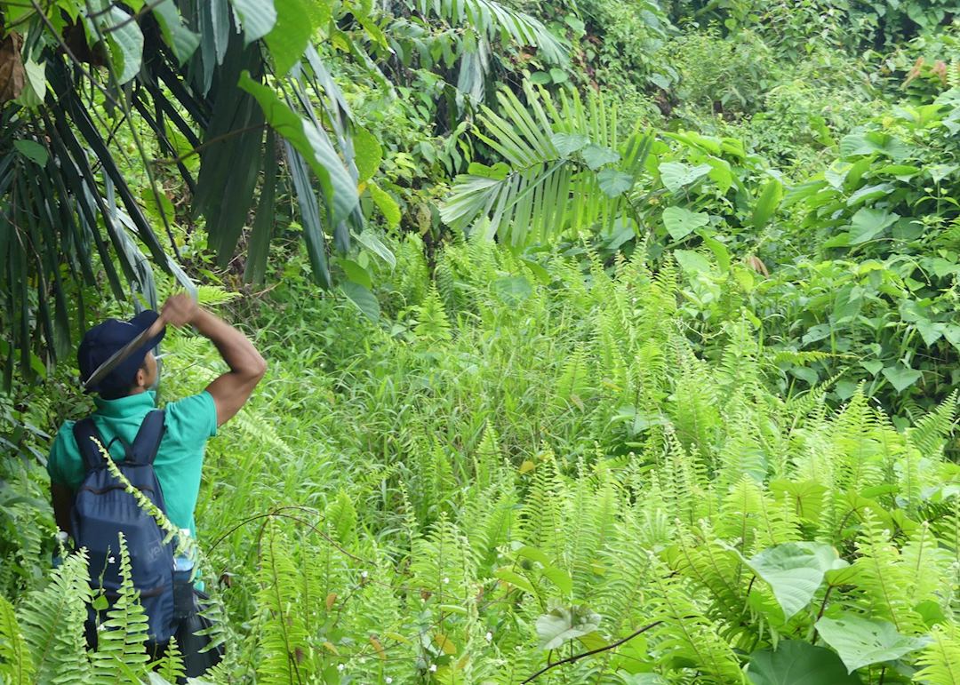 Trail from Kampong Melano to Tanjung Datu National Park, Borneo