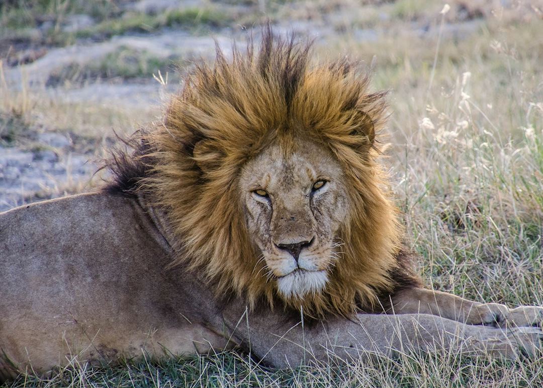 There is no escaping the majesty of a male lion