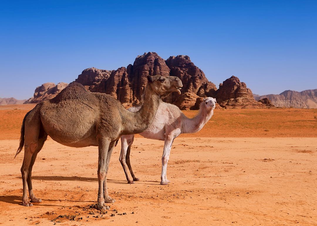Camels at Wadi Rum