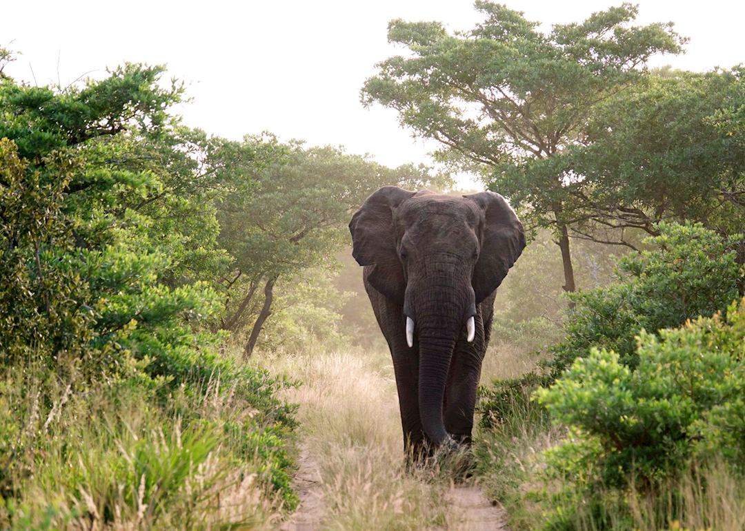 Phinda Private Game Reserve