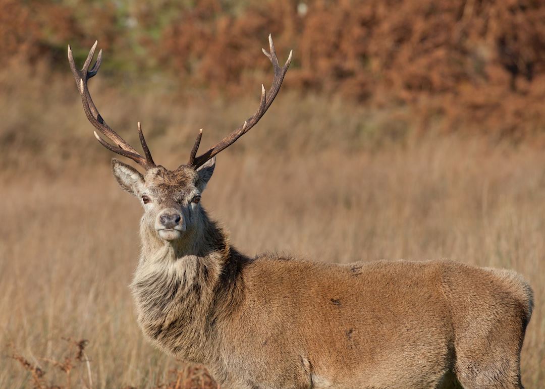 Red deer on Jura