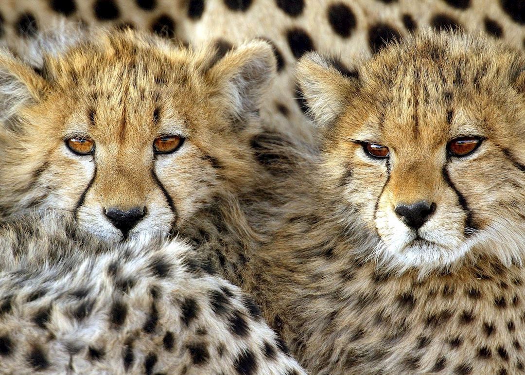Cheetah cubs